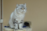 BRITISH SHORTHAIR 005